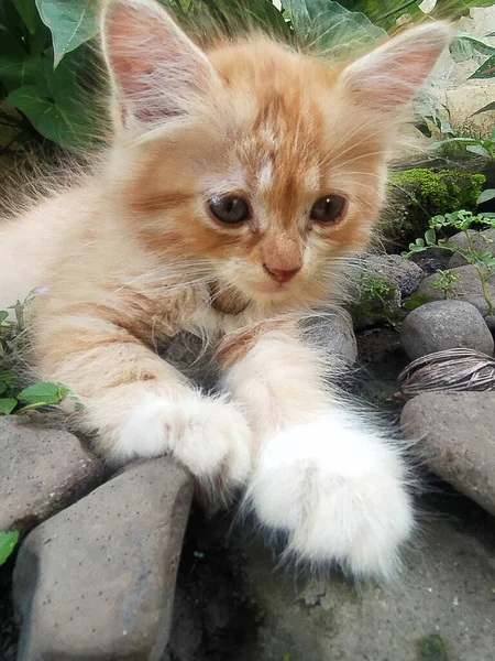 Cute Kitten Playing Yard — Stock Photo, Image