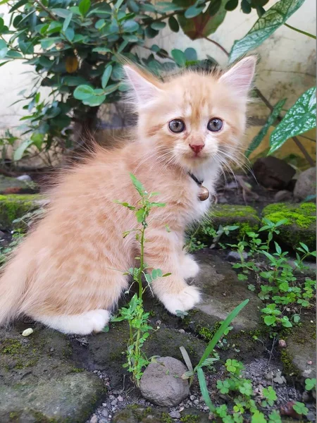 可爱的小猫在院子里玩耍 — 图库照片