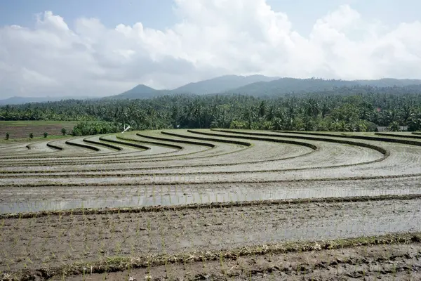 stock image Beautiful view rice terrace, located in Tabanan, Bali Province, Indonesia