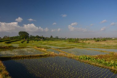 Arkaplanı açık mavi gökyüzü, Bali, Endonezya 