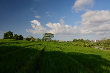 Arkaplanı açık mavi gökyüzü, Bali, Endonezya 