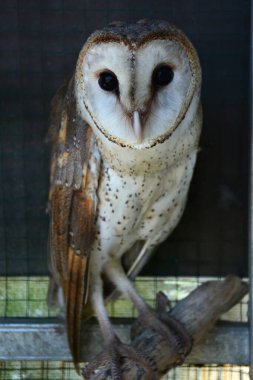 Baykuşun yüzü, soğuk, gizemli ve mistik görünüyor.
