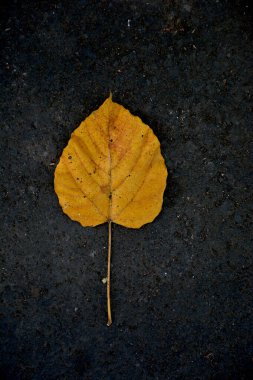 Akıllı telefon, bilgisayar veya tasarım materyali için kuru izin 