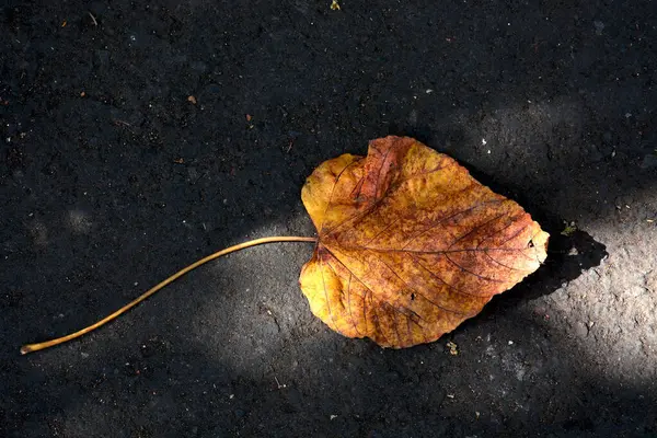 Akıllı telefon, bilgisayar veya tasarım materyali için kuru izin 