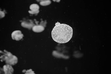 Akvaryumda yüzen denizanası, siyah beyaz renkte. 