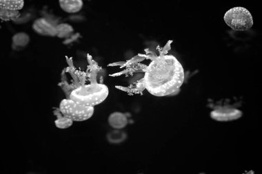 Akvaryumda yüzen denizanası, siyah beyaz renkte. 