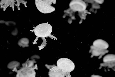 Akvaryumda yüzen denizanası, siyah beyaz renkte. 