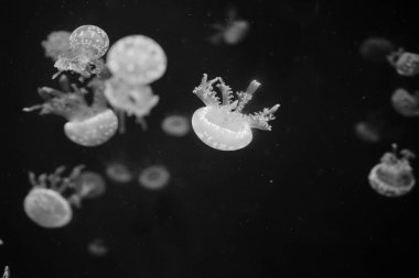 Akvaryumda yüzen denizanası, siyah beyaz renkte. 