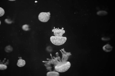 Akvaryumda yüzen denizanası, siyah beyaz renkte. 