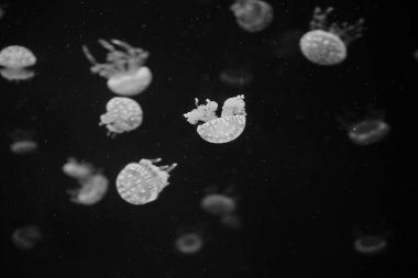 Akvaryumda yüzen denizanası, siyah beyaz renkte. 