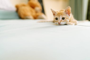 Yumuşak, açık mavi bir yatak üzerinde rahat bir poz veren sevimli kızıl kedi yavrusu kameraya merakla bakıyor..