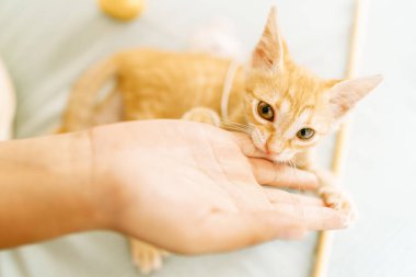 Şirin bir kızıl kedi sahibinin elini nazikçe kemiriyor. Şakacı ve sevgi dolu bir etkileşim içinde.