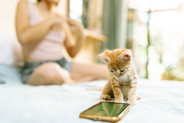 Meraklı bir turuncu kedi yavrusu, arka planda sahibi bir iplik zanaatı ile meşgul olan bir yatağın üzerindeki akıllı telefonu inceliyor..