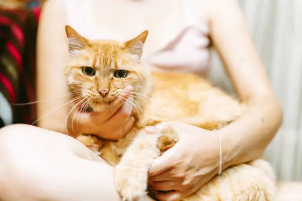 A cherished ginger cat enjoys being cradled in the arms of its owner, showcasing a bond of trust and comfort.