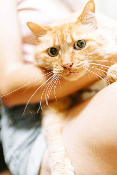 A stunning close-up of a ginger cat with captivating green eyes and prominent whiskers, held in someone's arms.