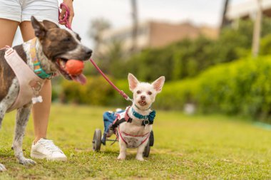 Tekerlekli sandalyedeki gülümseyen beyaz bir köpeğin yanında duran bir brindle köpeği çeşitli hayvan hareketliliği ve neşe sergiliyor..