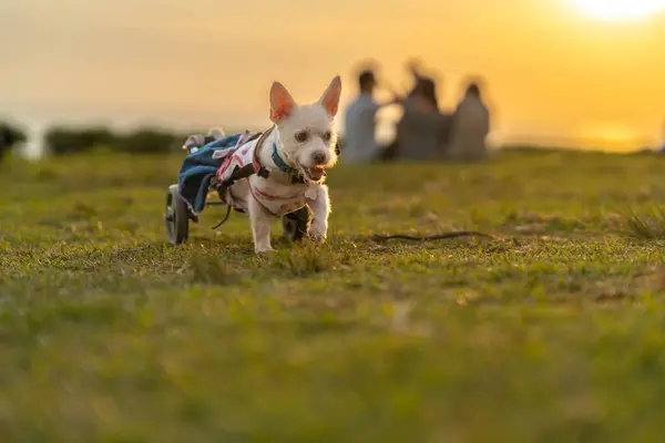 An inspiring image of a disabled white dog moving through a grassy field in its wheelchair at sunset.