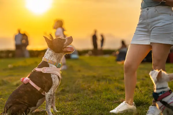 An excited spotted dog sits on the grass, looking up at its owner with adoration against a glowing sunset backdrop.