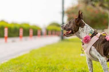 Parktaki köpek, pembe bir koşum takımı giyiyor.