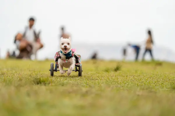Disabled dog running with his wheelchair in the park.