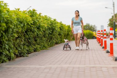 Parkta tekerlekli sandalye kullanan köpekleriyle yürüyen bir kadın.