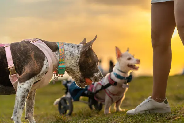 Dog with his wheelchair and dog friend walking in the park at sunset time