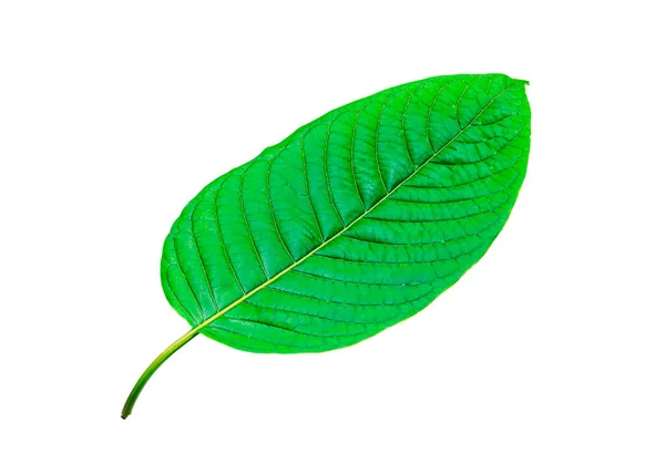 Τροπικό Πράσινο Φύλλο Απομονώνονται Λευκό Φόντο Φύλλα Από Φυσικό Τροπικό — Φωτογραφία Αρχείου