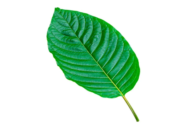 Τροπικό Πράσινο Φύλλο Απομονώνονται Λευκό Φόντο Φύλλα Από Φυσικό Τροπικό — Φωτογραφία Αρχείου