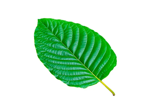 热带绿叶 白色背景 天然热带森林的叶子 克拉托姆叶 种植道路 — 图库照片