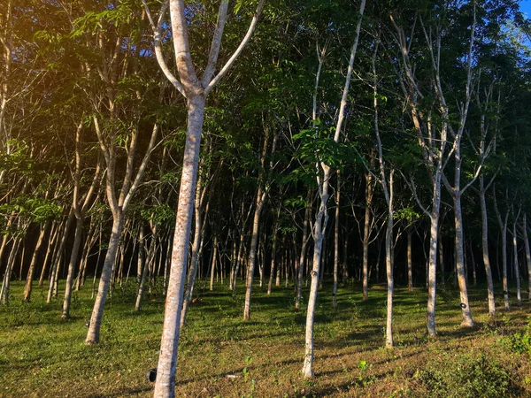 Pohon Karet Perkebunan Karet Lateks Dan Karet Pohon Dengan Sinar — Stok Foto