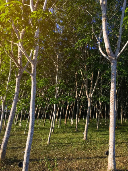 Pohon Karet Perkebunan Karet Lateks Dan Karet Pohon Dengan Sinar — Stok Foto