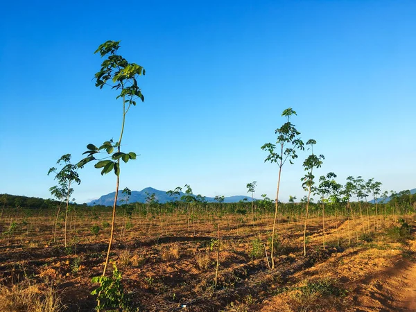Дерево Каучуку Плантація Латексу Каучук Сонячним Променем Південному Таїланді — стокове фото