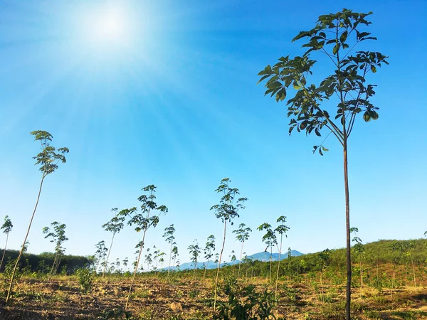 Drzewo Kauczukowe Plantacja Kauczuku Lateksowego Kauczuk Drzewny Wiązką Słońca Południowej — Zdjęcie stockowe