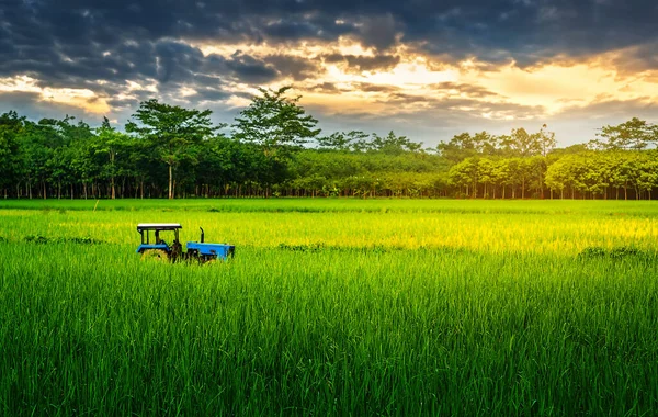 Reisfeld Ländlich Mit Traktor Bunten Wolken Himmel Sonnenuntergang Und Sonnenlicht — Stockfoto