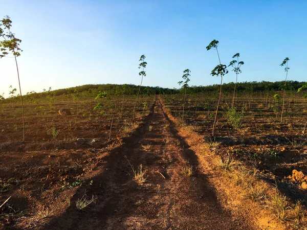 Дерево Каучуку Плантація Латексу Каучук Сонячним Променем Південному Таїланді — стокове фото