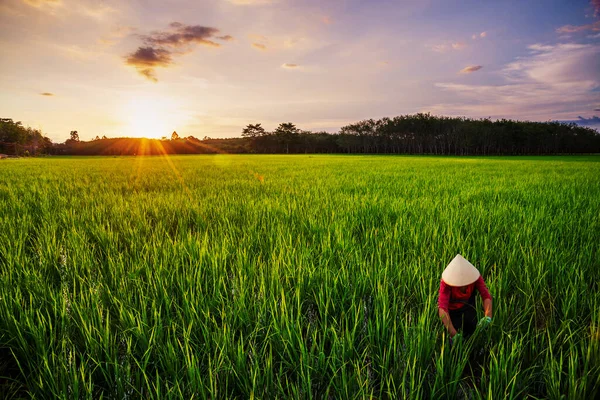 Reisfeld Mit Landwirt Der Farbe Des Sonnenuntergangs Und Sonnenstrahl Flackern — Stockfoto