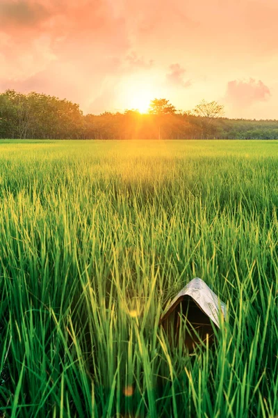Reisfeld Mit Sonnenaufgang Oder Sonnenuntergang Und Sonnenstrahl Flackern Über Der — Stockfoto