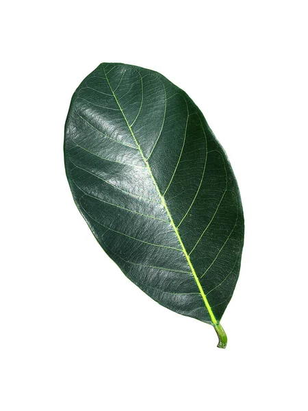 Folha Verde Tropical Isolada Sobre Fundo Branco Folha Floresta Tropical — Fotografia de Stock