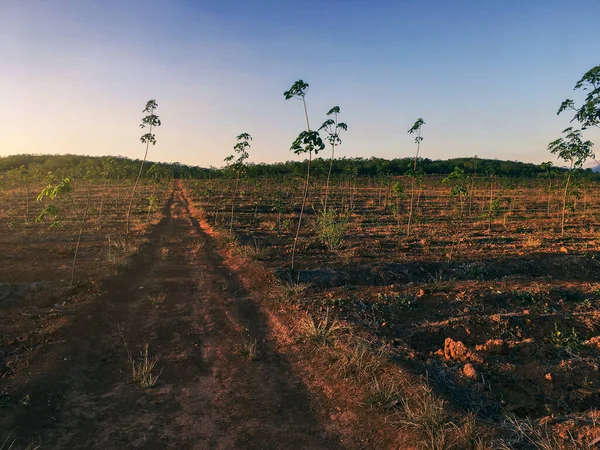 Gumowe Drzewo Plantacja Kauczuku Lateksowego Kauczuk Drzewny Zachodzie Słońca Południowej — Zdjęcie stockowe