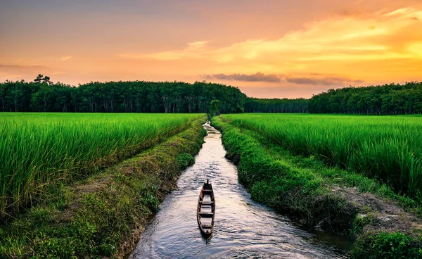 Rice field rural with old boat in colorful of cloud sky sunset and sunlight in twilight, Green field rural countryside