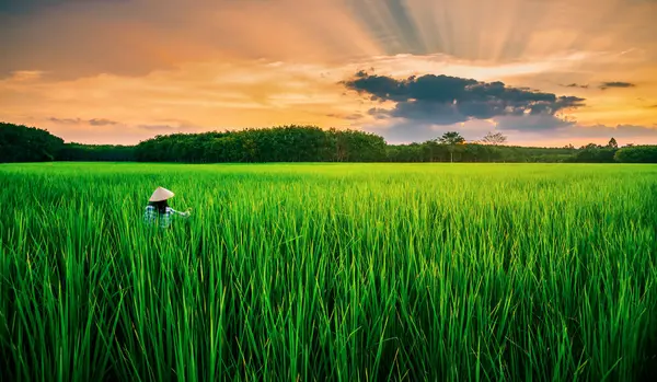 Πεδίο Ρυζιού Αγρότη Στο Χρώμα Του Ηλιοβασιλέματος Και Ηλιαχτίδα Πάνω — Φωτογραφία Αρχείου