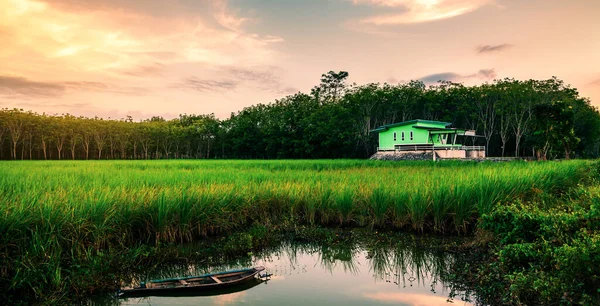 Rice field rural panaorama with green house, old boat, and colorful of cloud sky sunset, sunrise, in twilight, Green field rural countryside, Panaramic