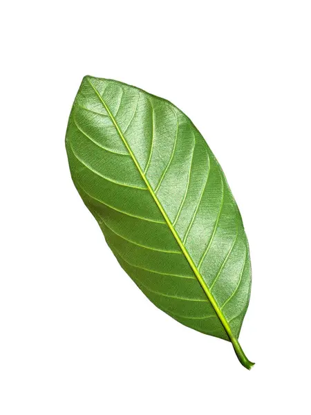 热带绿叶 白色背景 来自天然热带森林的叶子 — 图库照片