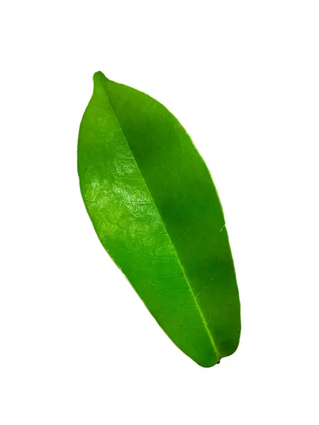 Tropisches Grünes Blatt Isoliert Auf Weißem Hintergrund Blatt Aus Natürlichem — Stockfoto