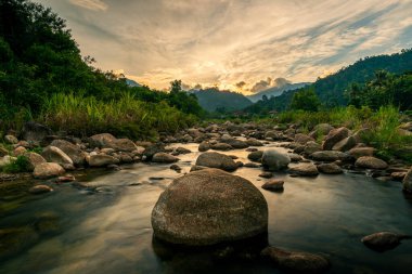 Nehir taşı ve ağaç güneş ışığı, su nehir ağacı, Taş nehir ve güneş ışınları ormanda.