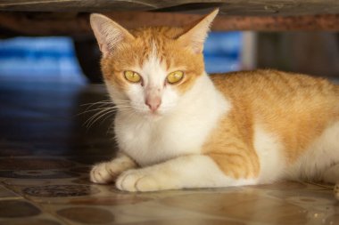 Sokak kedileri, insanların ve diğer hayvanların saldırılarından korunmak için arabaların altında uzanıyor. Ulusal Vahşi Kediler Günü konsepti.