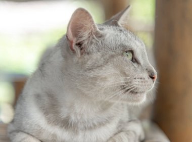 Sokak kedileri, Ulusal Vahşi Kedi Günü konseptine göre insanların ve diğer hayvanların saldırılarından korunmak için parklarda yaşarlar.