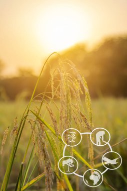 Turizm ve tarım öğrenme kaynakları, güneş doğarken veya batarken gün batımında parlayan pirinç bitkisi