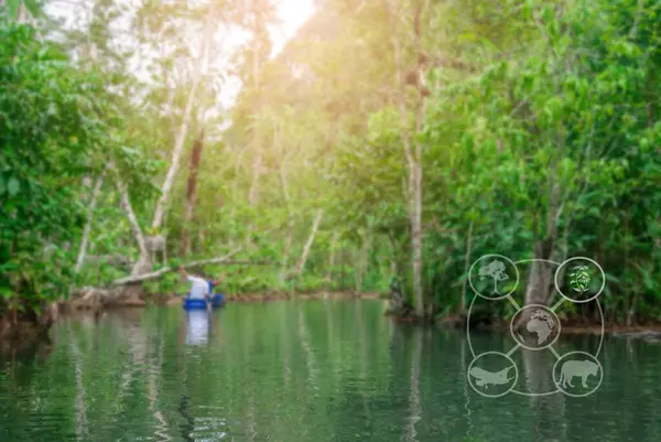 Green tourism, Sustainable tourism, Eco tourism and Ecosystem and preserve nature concept, River in forest and tree with person and boat, Botanical, Tree and river in forest blurred background, Travel nature conservation