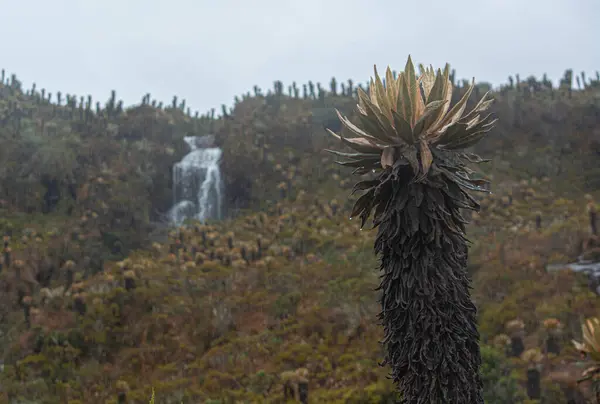 Kolombiya Paramo 'sunda ya da bozkırda Frailejon manzarası Murillo, Tolima, Kolombiya' da Nevado del Ruiz yakınlarında kaplıca. Dağlar, su ve espeletias